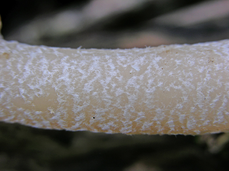 05 aprile 2007 Verpa bohemica.